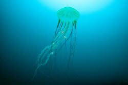 June 8 - World Oceans Day