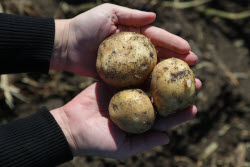 May 30 International Potato Day