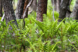Sikhote-Alin Nature Reserve in Primorye Territory, Russia