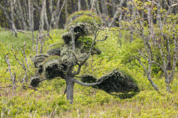 Sikhote-Alin Nature Reserve in Primorye Territory, Russia