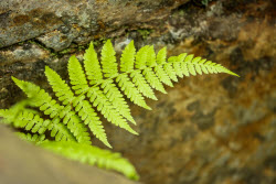 Sikhote-Alin Nature Reserve in Primorye Territory, Russia