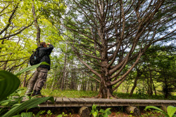 Sikhote-Alin Nature Reserve in Primorye Territory, Russia