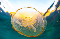 June 8 - World Oceans Day