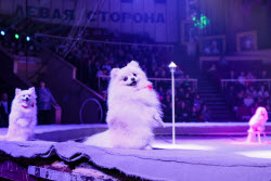 Clown circus show premieres in Lugansk
