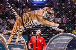 (+VIDEO) Open rehearsal at Great Moscow Circus