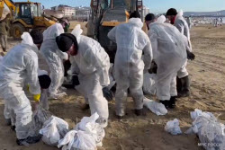 Oil spill cleanup on Crimea's Black Sea coast