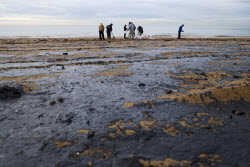 Oil spill clean-up of Anapa beaches