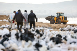 Oil spill clean-up of Anapa beaches