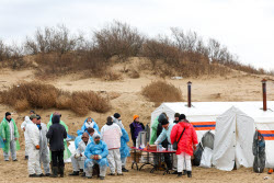 Oil spill clean-up of Anapa beaches