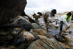 Oil spill clean-up of Anapa beaches
