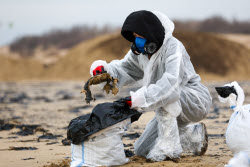 Oil spill clean-up of Anapa beaches