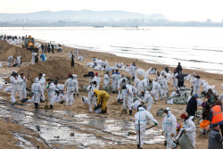 Oil spill clean-up of Anapa beaches