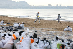 Oil spill clean-up of Anapa beaches