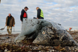 Уборка мазута в Евпатории после разлива в Черном море