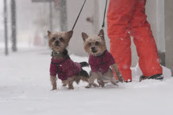 Winter Blasts Weather.