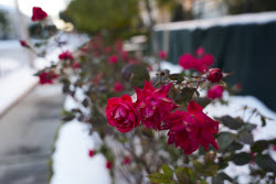 Winter Blasts Weather.