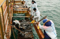 Seabed clean-up in Anapa, Russia