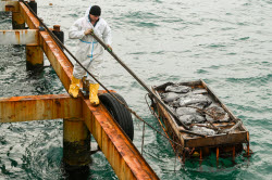Seabed clean-up in Anapa, Russia