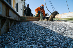 Ловля хамсы в Черном море