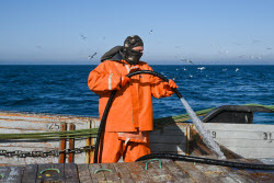 Ловля хамсы в Черном море
