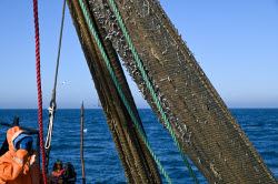 Ловля хамсы в Черном море