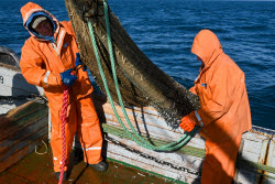 Ловля хамсы в Черном море