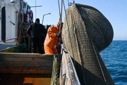 Ловля хамсы в Черном море