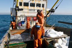 Ловля хамсы в Черном море