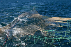 Ловля хамсы в Черном море