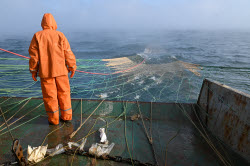 Ловля хамсы в Черном море
