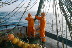 Ловля хамсы в Черном море