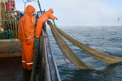 Ловля хамсы в Черном море