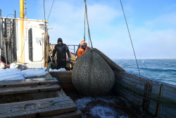 Ловля хамсы в Черном море
