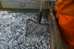 Ловля хамсы в Черном море