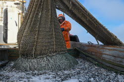 Ловля хамсы в Черном море