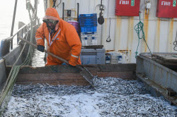 Ловля хамсы в Черном море