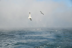 Ловля хамсы в Черном море