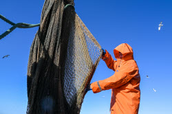Ловля хамсы в Черном море
