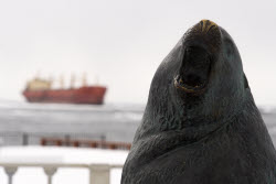 Chinese cargo ship ran aground off Sakhalin coast