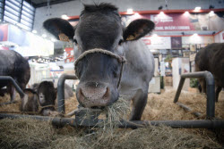 French President Inaugurates International Agricultural Exhibition - Paris