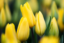 (+VIDEO) Growing and harvesting tulips in Rostov-on-Don Region