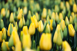 Growing and harvesting tulips in Rostov-on-Don Region