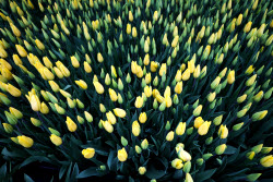 Growing and harvesting tulips in Rostov-on-Don Region