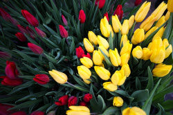 Growing and harvesting tulips in Rostov-on-Don Region