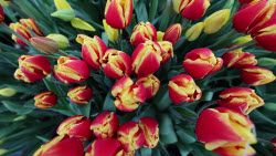 VIDEO: Growing and harvesting tulips in Rostov-on-Don Region
