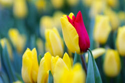 Growing and harvesting tulips in Rostov-on-Don Region