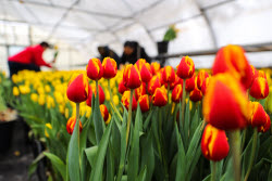 Growing and harvesting tulips in Rostov-on-Don Region