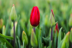Growing and harvesting tulips in Rostov-on-Don Region