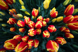 Growing and harvesting tulips in Rostov-on-Don Region