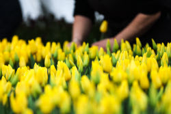 Growing and harvesting tulips in Rostov-on-Don Region